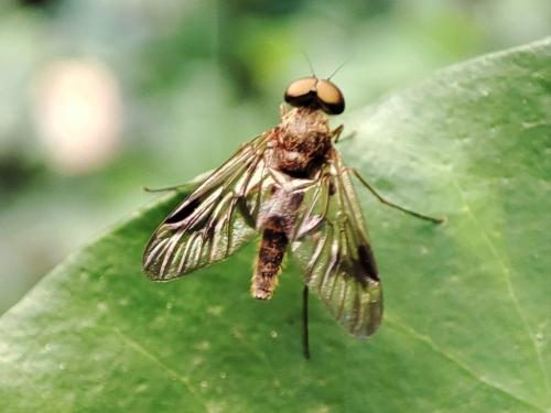 Chrysopilus laetus